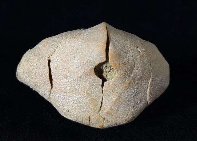 Ova canaliferus (LAMARCK 1816) - Bild © FossNet FossilienStore